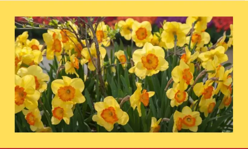 This is a photo of yellow and orange daffodils with green stems. It is framed with a medium yellow background.