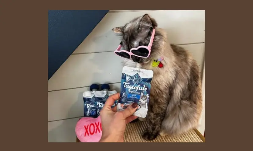 This photo features a really "cool cat" ready for stardom as she is wearing heart shaped sunglasses and looking at a pouch of Tastefuls cat food. Just as you cat can be featured if you win this giveaway!