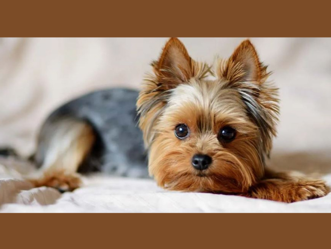 Enter to Win an Ultimate Pet Grooming Set!