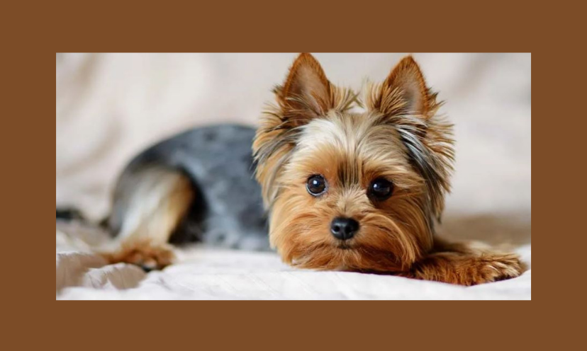 This photo features an adorable, perfectly groomed Yorkie.(and she knows it!) This is the look of satisfaction you can achieve with the pet grooming kit in this giveaway!