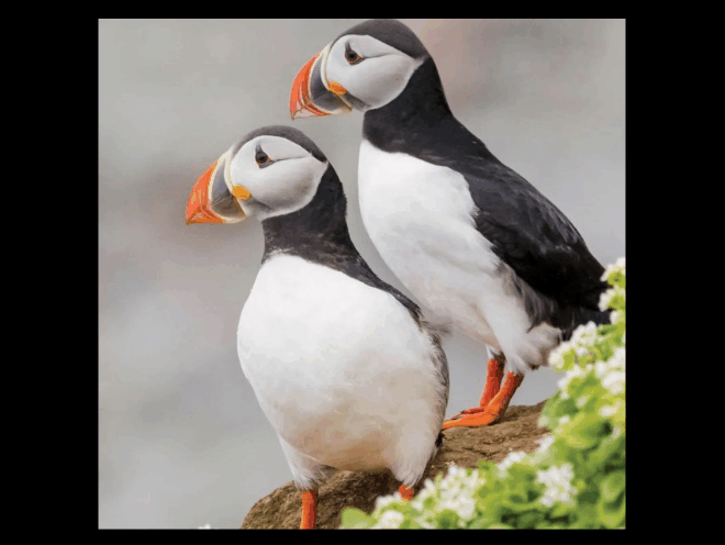 Enter to Win a Nine Night Trip for Two on an Arctic Expedition Cruise to Greenland and Iceland!