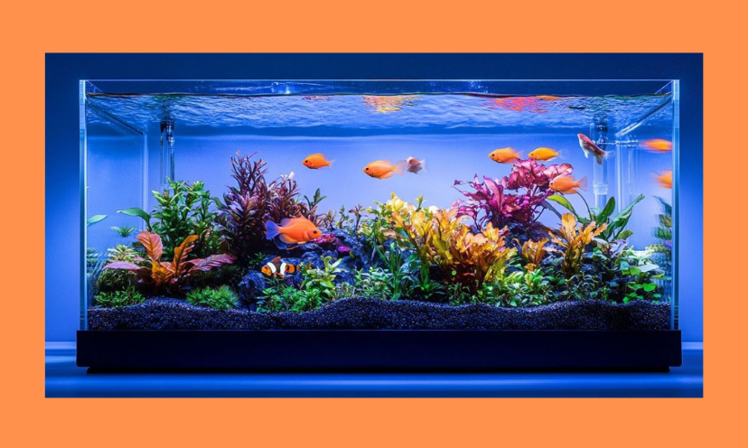 This is a photo of a breathtaking aquarium loaded with tropical fish and exquisite plants. You could own one like it if you win this ultra cool giveaway!