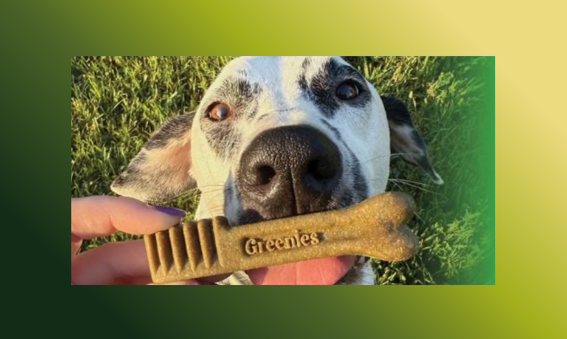 This is a photo of a happy dog being handed a Greenies dental treat!