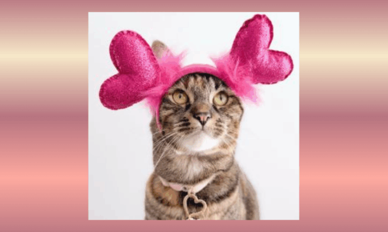 Enter to Win a Perfect Valentine Combo of Food and Comfort for Your Cat!