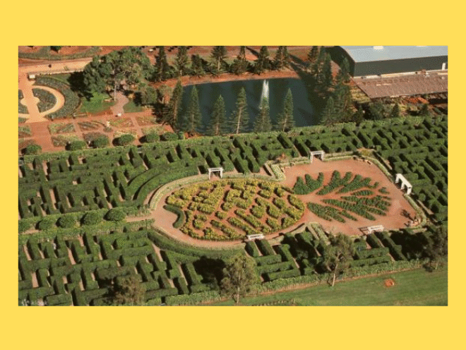 Enter to Win a Trip for Two to The Dole Pineapple Farm in Hawaii!