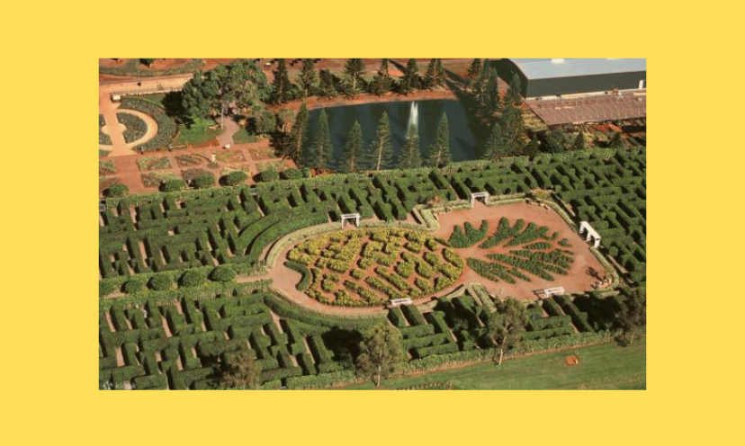 This photo is an aerial view of the amazing Dole Pineapple farm in Hawaii!