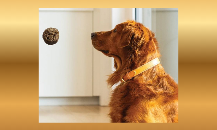 This photo features a big, loveable looking dog with golden fur staring at a morsel of K9 Natural Baked and Coated Dog Food.