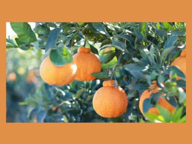 Enter to Win Three Boxes of Sumo Citrus Oranges and Exclusive Swag!