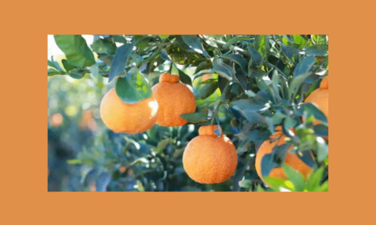 Enter to Win Three Boxes of Sumo Citrus Oranges and Exclusive Swag!