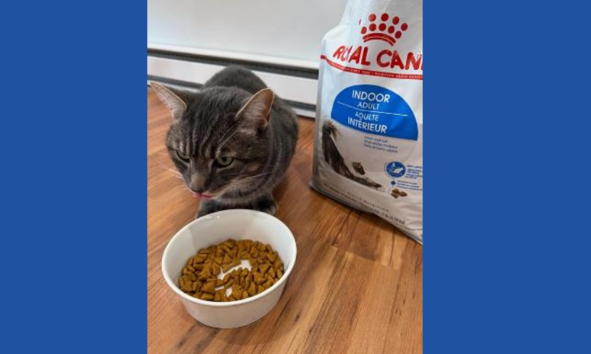This photo features a precious cat enjoying a bowl of Royal Canin dry food. To his side is a bag full of more waiting to be served!